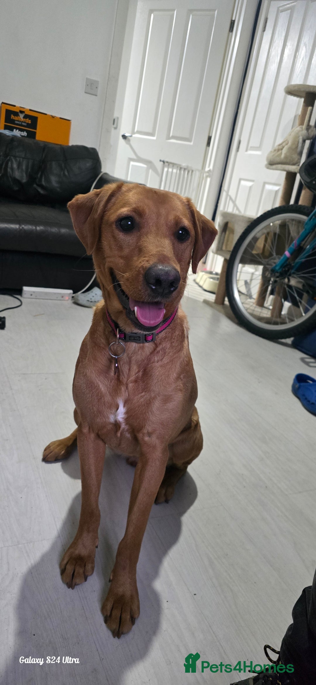 Labrador Retriever dogs for sale: Very loving, loyal fox red labrador for sale - Image 10