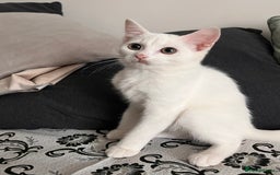Khao Manee cats for sale: Rare khao Manee white kitten cute - Image 1