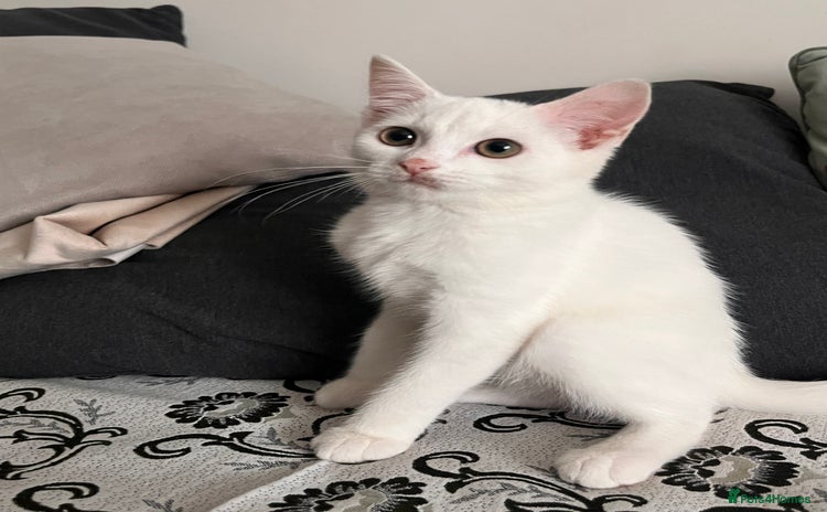 Khao Manee cats - Advert 1