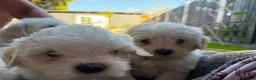 Mixed Breed dogs for sale: Bichon frise  in Bedford - Advert 5