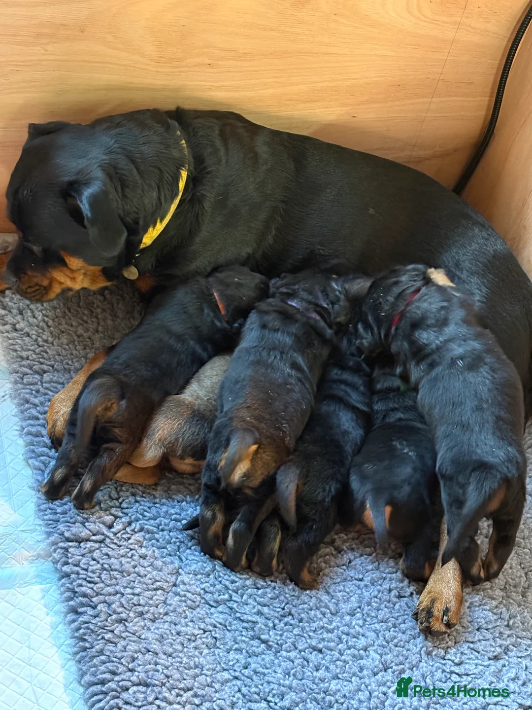 Mixed Breed dogs for sale: Rottweiler cross mastiff pups in Ebbw Vale - Advert 2