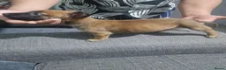 Belgian Shepherd Dog dogs for sale: Belgian Malinois Puppies Strong Working Bloodline - Advert 8