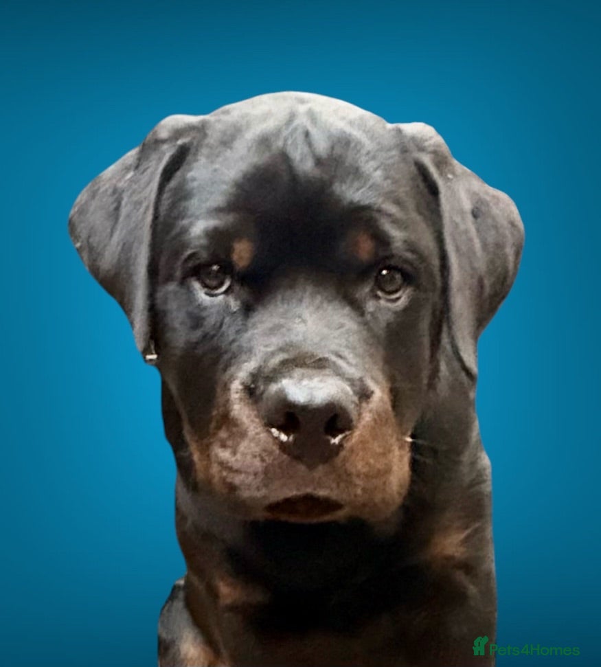 Rottweiler dogs Stunning boy  - Advert 2