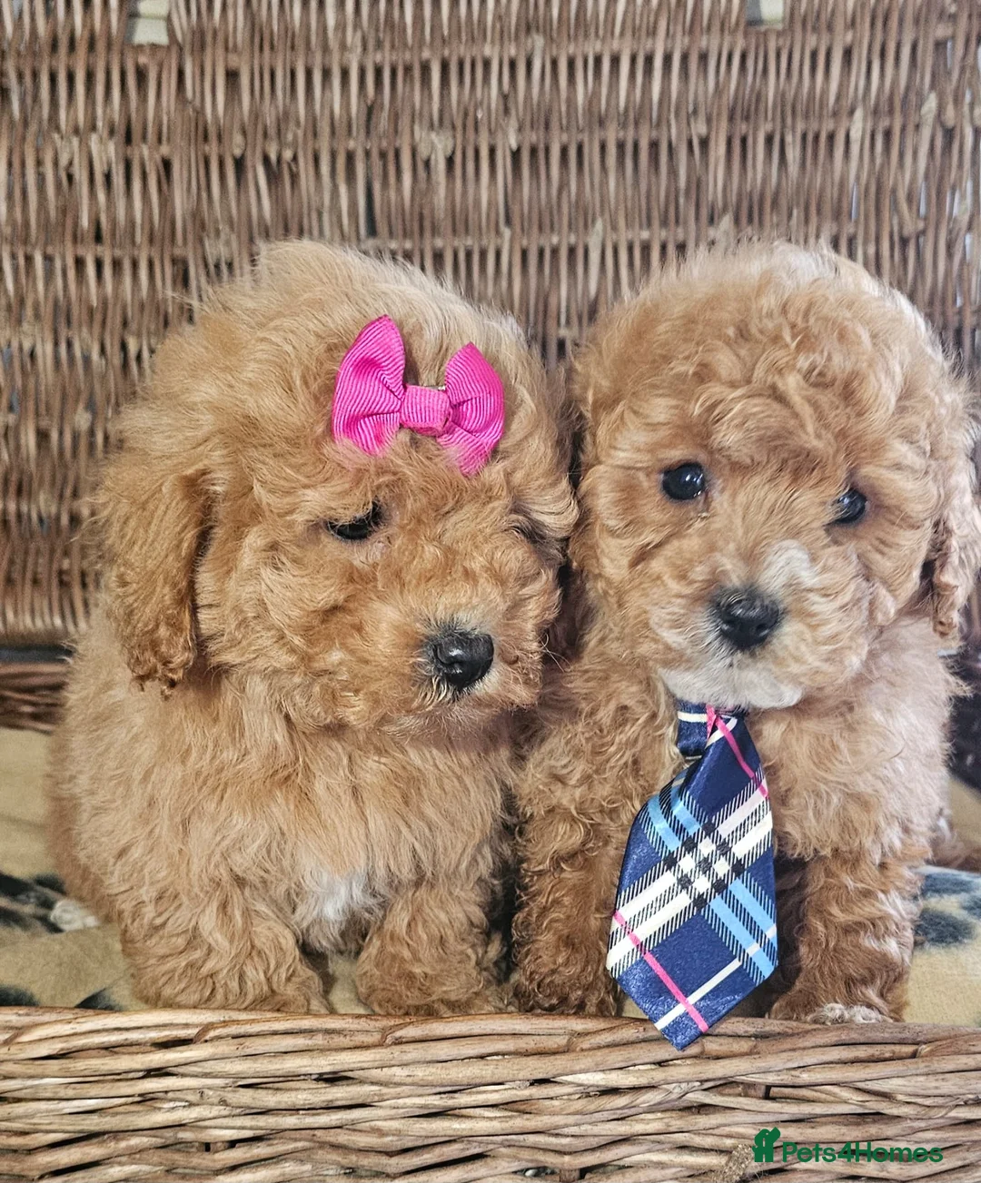 Cavapoo dogs for sale: Cavapoo puppies heath checked by vet  - Advert 2