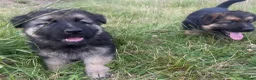 German Shepherd dogs for sale: Long haired German shepherd puppies  - Advert 14