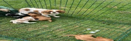 King Charles Spaniel dogs for sale:  Pure King Charles cavalier puppies  - Advert 1