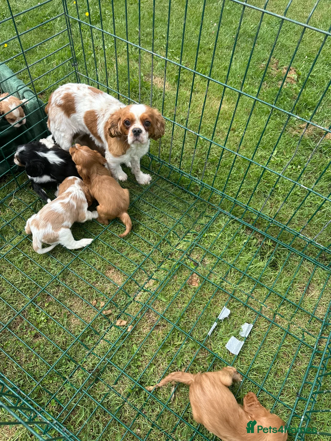 King Charles Spaniel dogs for sale:  Pure King Charles cavalier puppies  - Advert 1