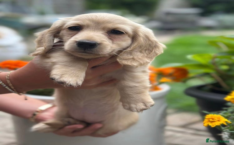 Miniature Dachshund dogs - Advert 5