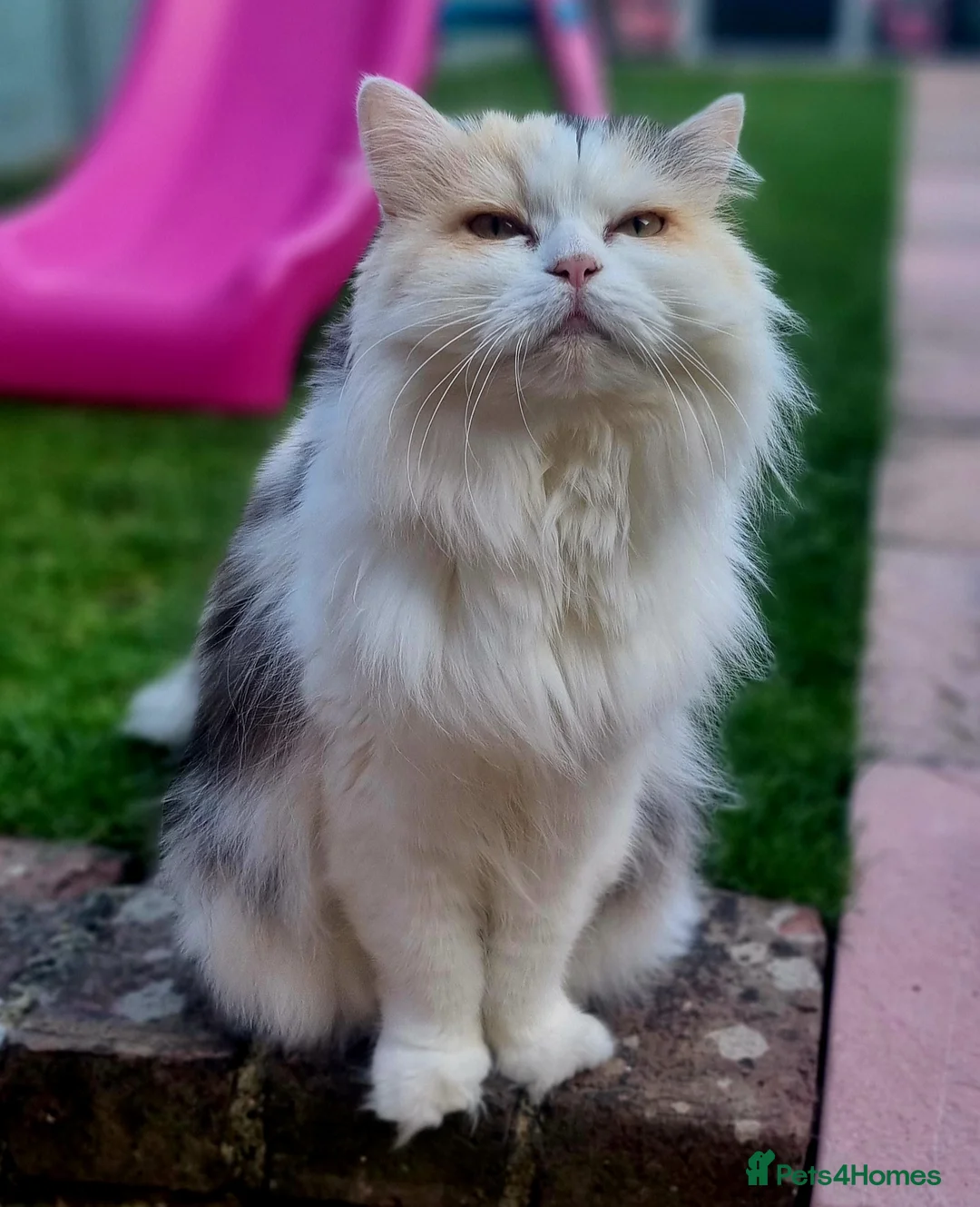 Scottish Fold cats for sale: Scottish fold straight female age 7 - Advert 4