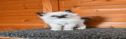 Ragdoll cats for stud: RAGDOLL STUD💙 - Advert 6
