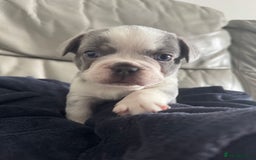 French Bulldog dogs for sale: Beautiful Frenchie Boys  - Image 2