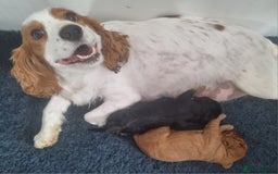 Mixed Breed dogs for sale: Beautiful F1b cockalier puppies  - Image 6