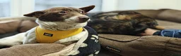 Mixed Breed dogs for adoption: 💙🐶 FINIK – HE TREASURES EVERY SECOND in Burton-on-Trent - Advert 7