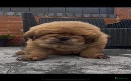 Tibetan Mastiff dogs for sale: Chinese Tibetan mastiff pups  - Image 10