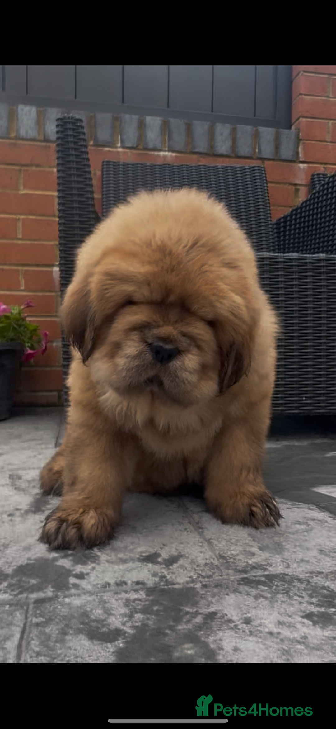 Tibetan Mastiff dogs for sale: Chinese Tibetan mastiff pups  - Image 10