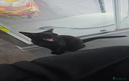 American Shorthair cats for sale: Black/tabby male kitten  - Advert 4