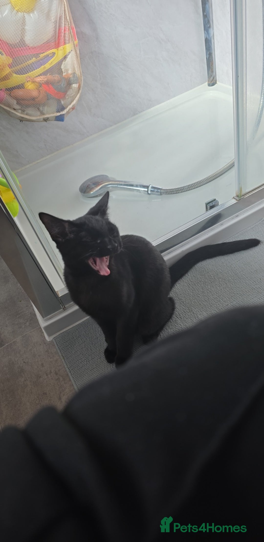 American Shorthair cats for sale: Black/tabby male kitten  - Advert 4