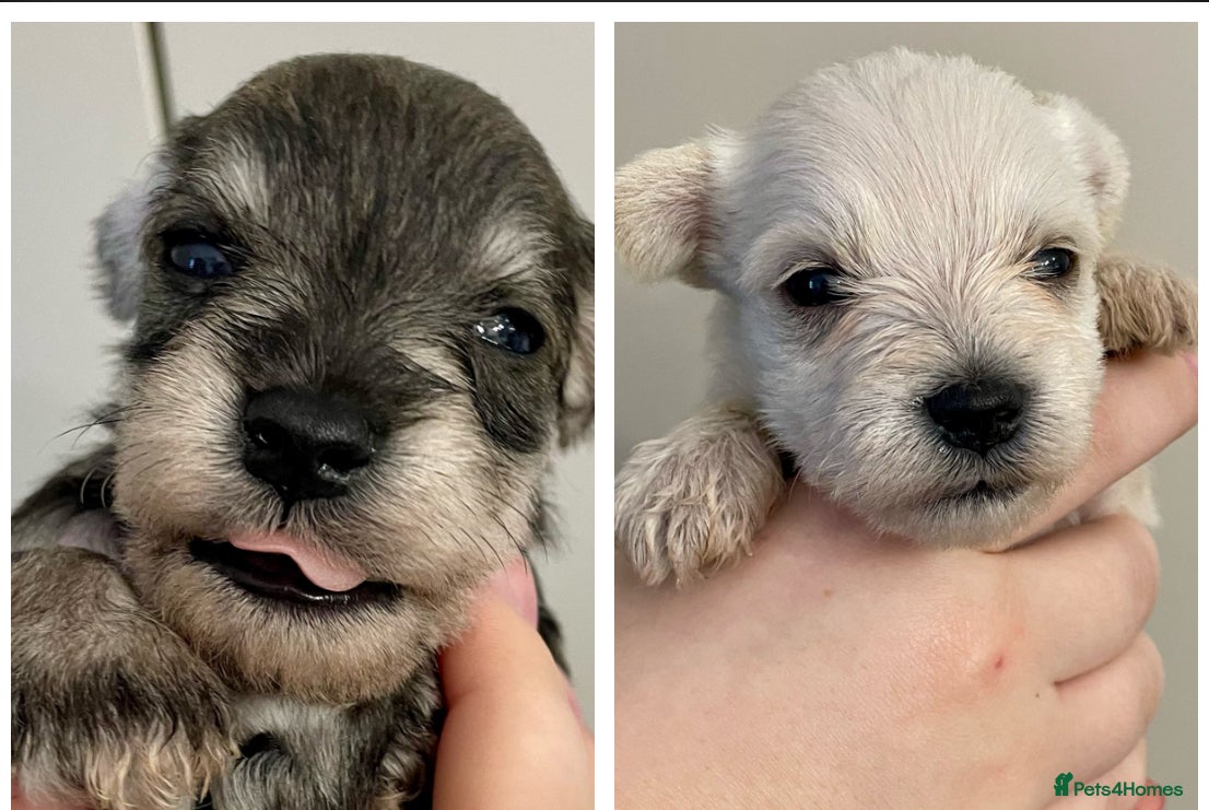 Miniature Schnauzer dogs ❤️🐾KC registered Miniature Schnauzer puppies 🐾❤️ - Advert 1