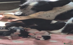 Border Collie dogs for sale: Border Collie Pups - Image 4