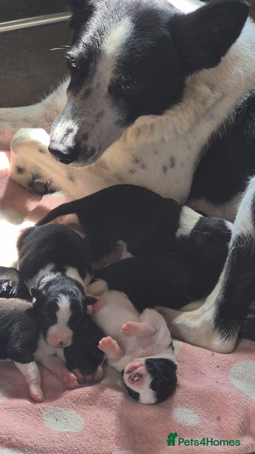 Border Collie dogs for sale: Border Collie Pups - Image 4