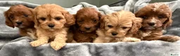 Cavapoo dogs for sale: HOUSE TRAINED EXTENSIVELY HEALTH TESTED CAVAPOOS  - Advert 6
