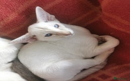 Siamese cats for sale: Pedigree Siamese Kittens for sales - Image 8