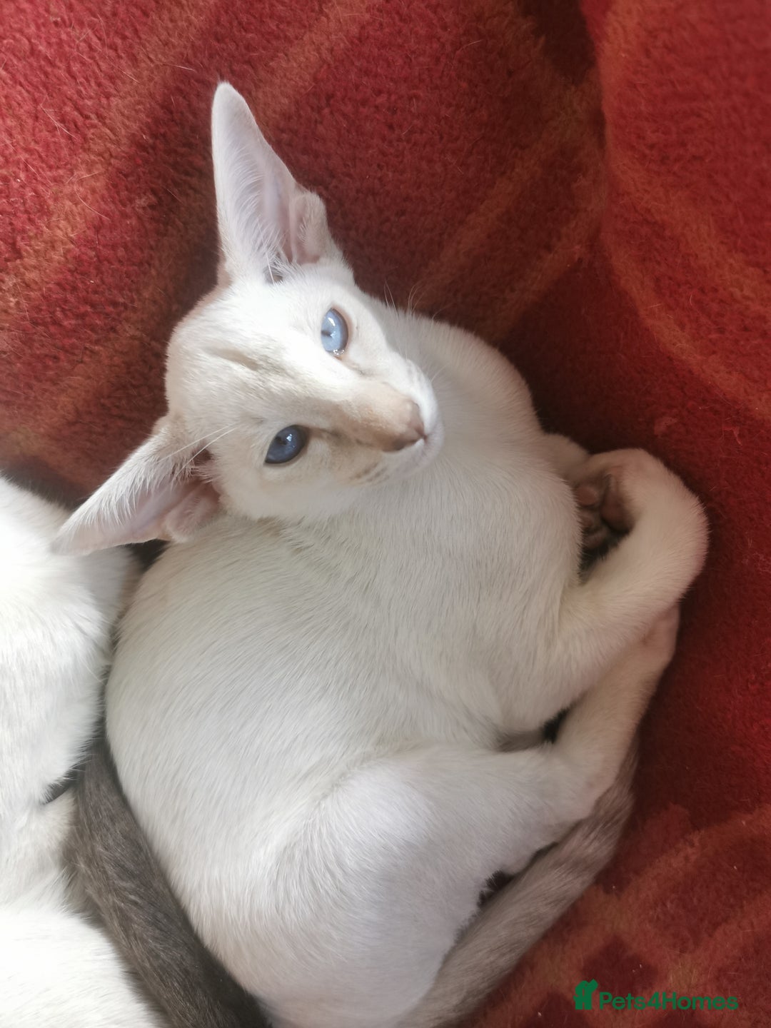 Siamese cats for sale: Pedigree Siamese Kittens for sales - Image 8