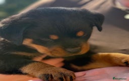 Rottweiler dogs for sale: Gorgeous male Rottweiler puppy Reggie  - Image 19