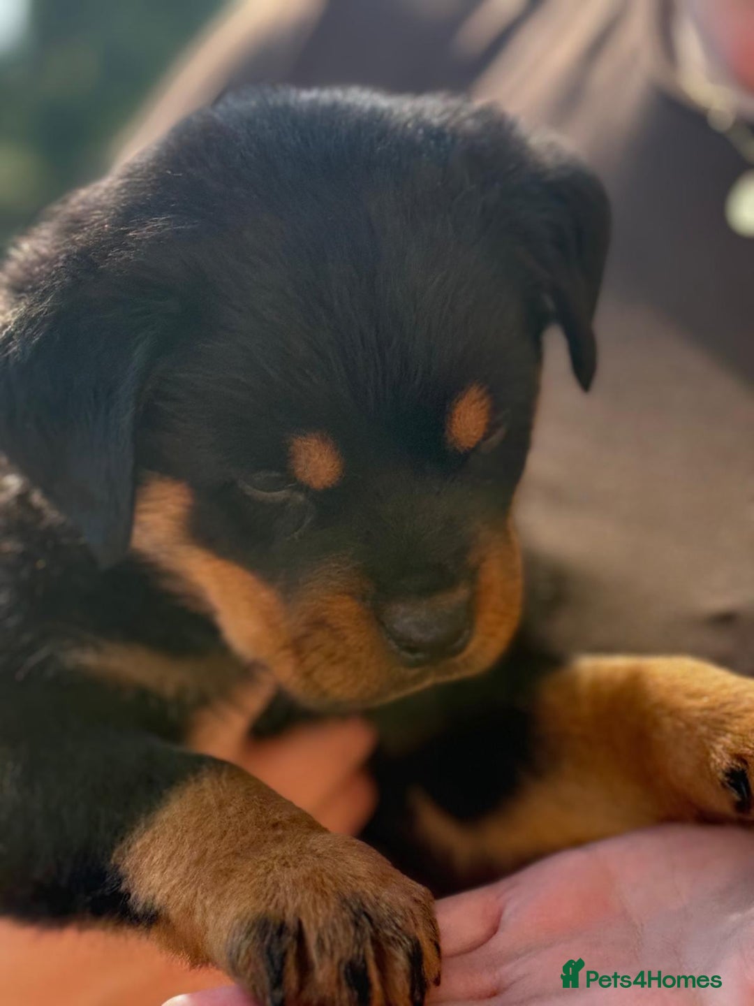 Rottweiler dogs for sale: Gorgeous male Rottweiler puppy Reggie  - Image 19
