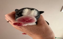 Boston Terrier dogs for sale: Stunning litter Kc reg Boston terriers  - Image 4