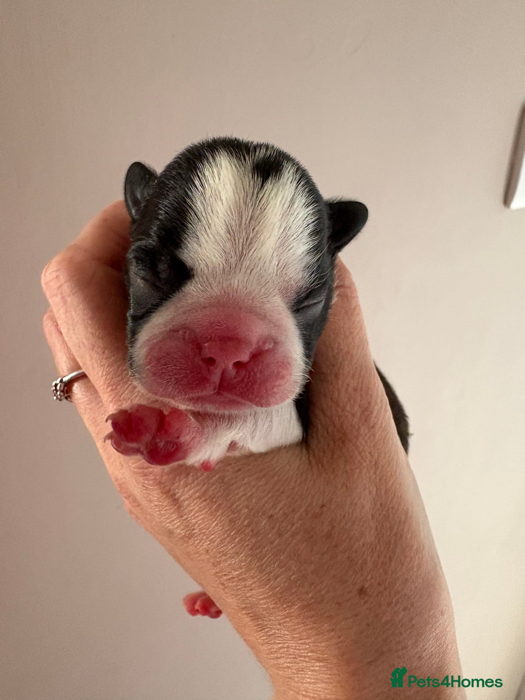 Boston Terrier dogs for sale: Stunning litter Kc reg Boston terriers  - Image 4