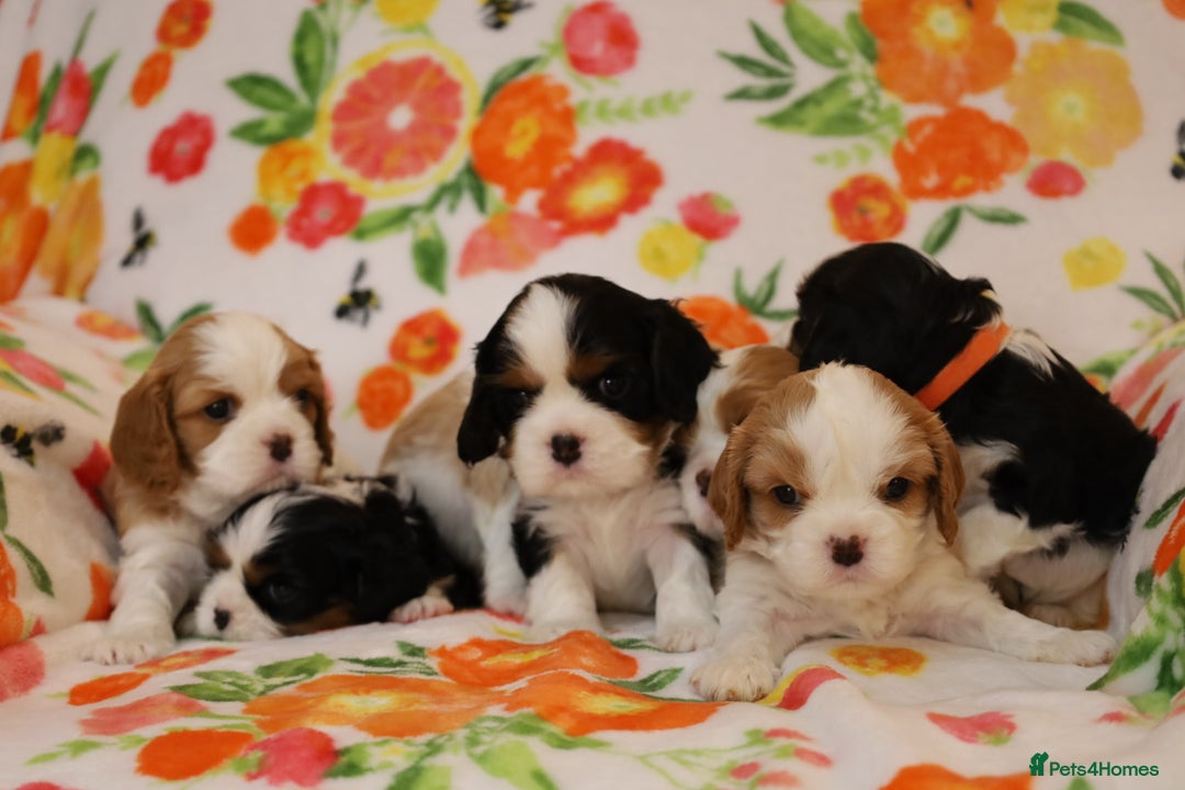 Cavalier King Charles Spaniel dogs for sale: 7 Puppies ready for reservations - Image 31
