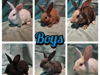 New Zealand rabbits 8 New Zealand baby rabbits - Advert 5