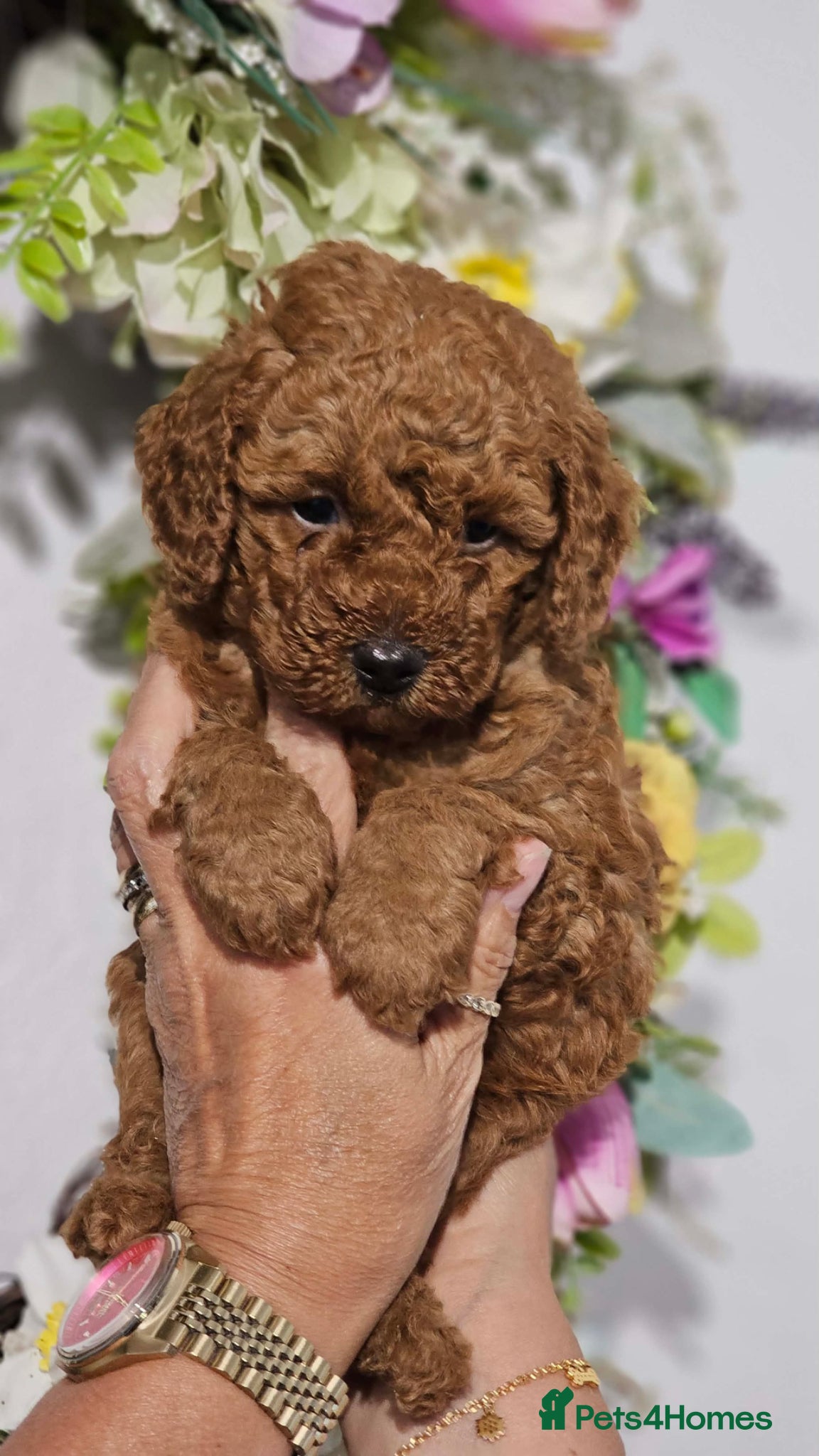 Cavapoo dogs 💙 Stunning F1B Deep Red Toy Cavapoo’s 💙 - Advert 18