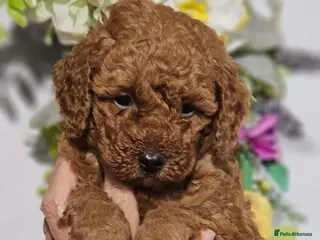 Cavapoo dogs 💙 Stunning F1b Toy Cavapoo’s💙 Ready 26/6 - Advert 3