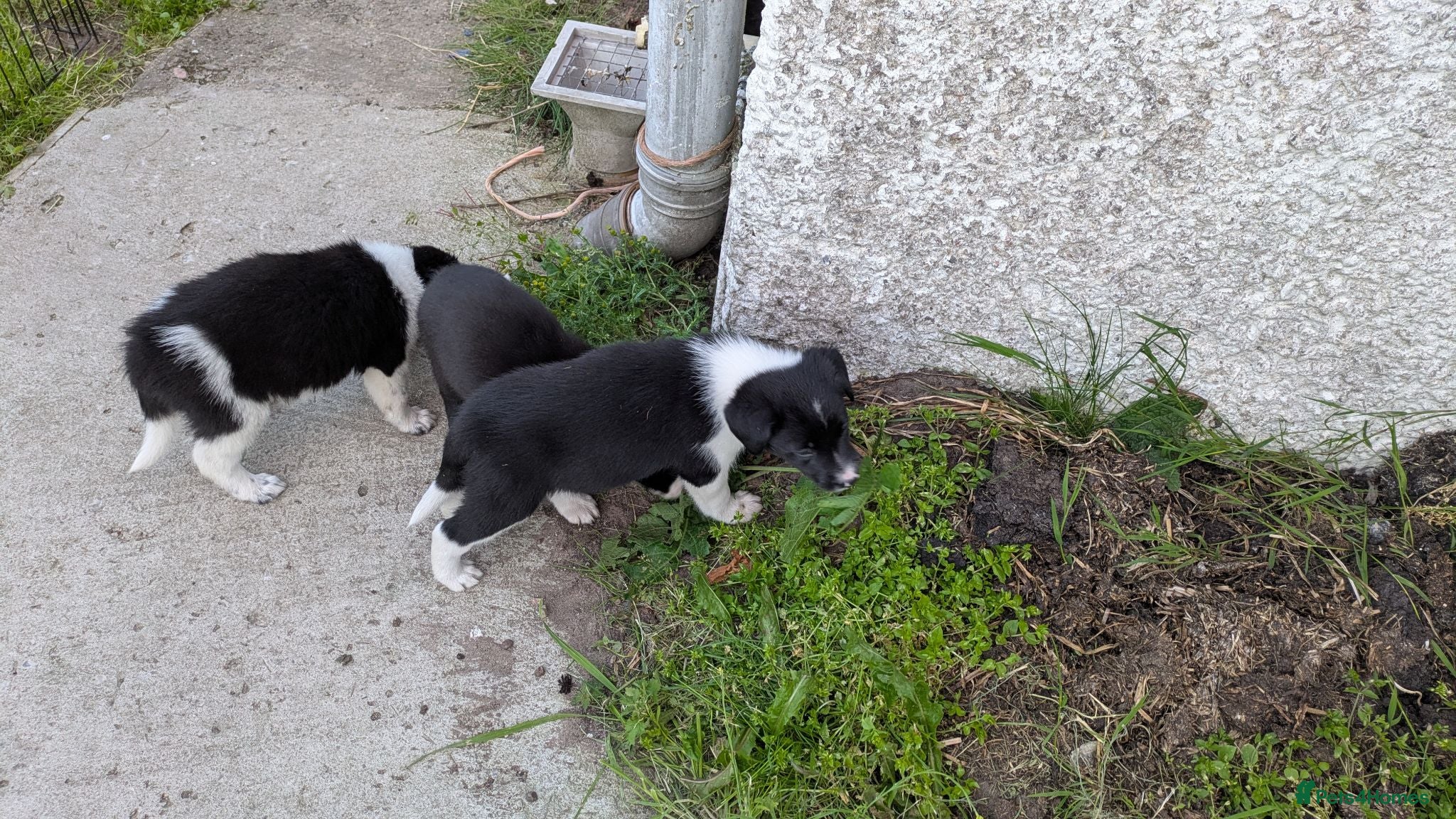 Border Collie dogs Collie pups from working strain - Advert 2