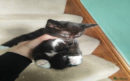 British Shorthair cats for sale: 4 kittens for sale ready for collection - Image 6