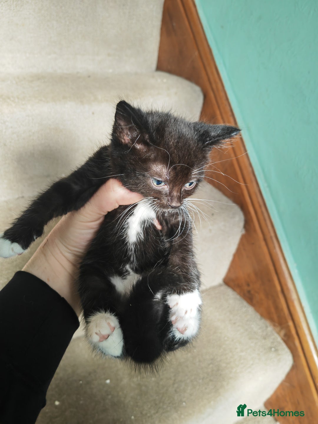 British Shorthair cats for sale: 4 kittens for sale ready for collection - Image 6
