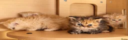 Selkirk Rex cats for sale: Beautiful litter of longhair Selkirk Rex kittens - Advert 24