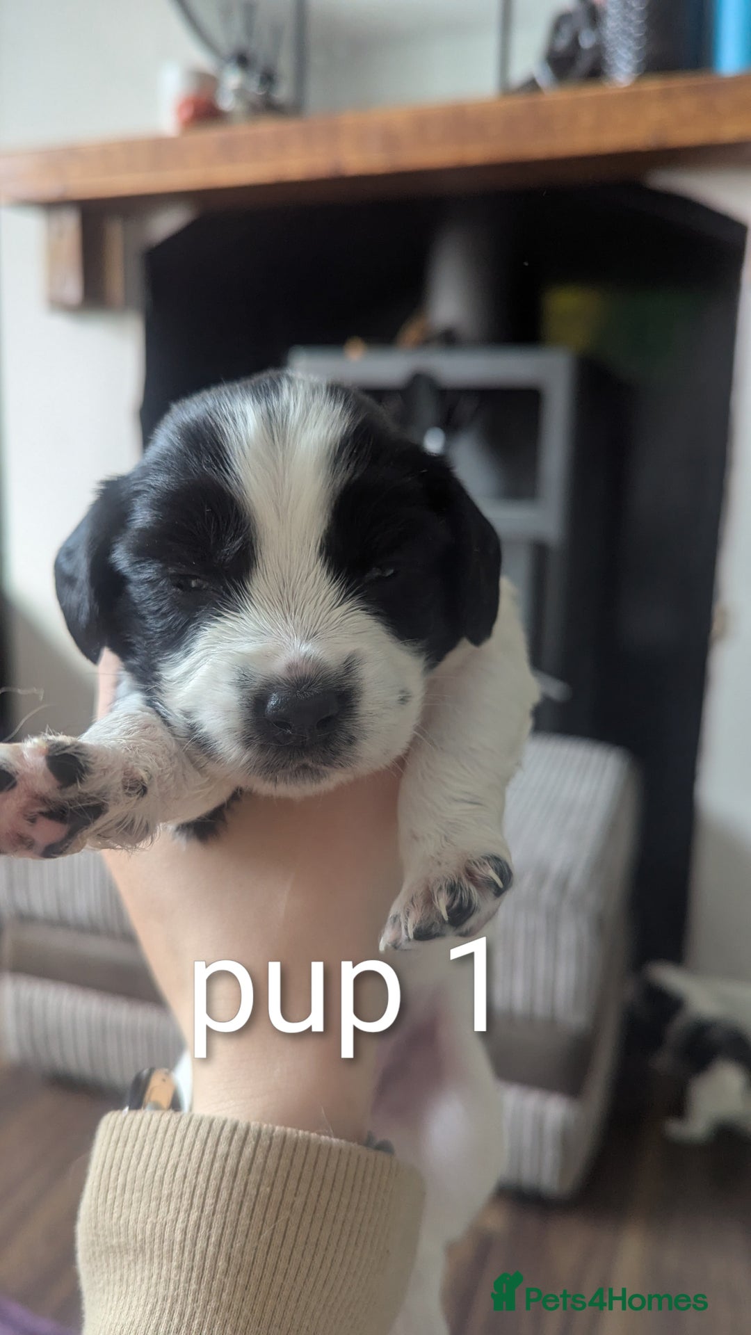 Sprocker dogs for sale: 5 sprocker puppies for sale - Image 4
