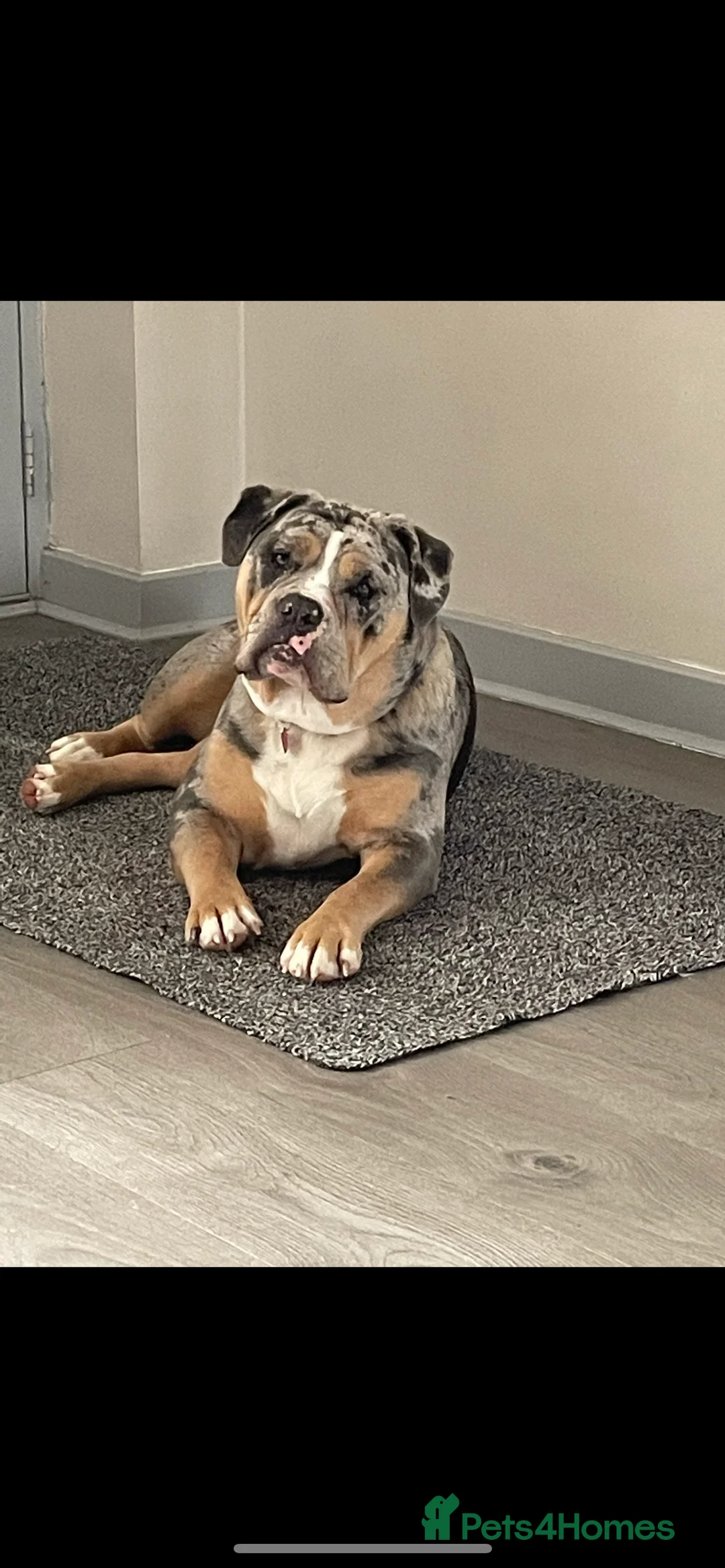 Olde English Bulldogge dogs for sale: 🔥Olde English bulldog puppies 🔥 - Advert 1