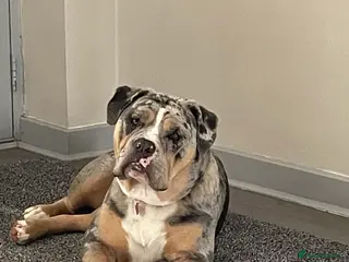 Olde English Bulldogge dogs 🔥Olde English bulldog puppies 🔥 - Advert 2