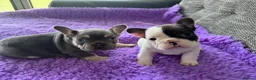 French Bulldog dogs for sale: STUNNING FRENCH BULLDOG PUPPIES - Advert 5