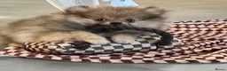 Pomeranian dogs for sale: Pomeranian puppy - Advert 7