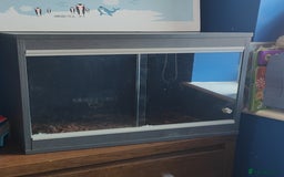 Corn Snake reptiles for sale: Beautiful Baby Corn Snakes for Sale - Image 5