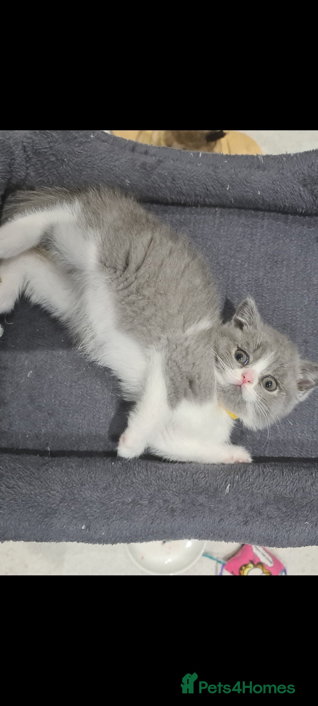British Shorthair cats for sale: British Shorthair kittens  - Advert 3