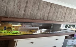 Hermann Tortoise reptiles for sale: Herman tortoise for sale with vivarium  - Image 1