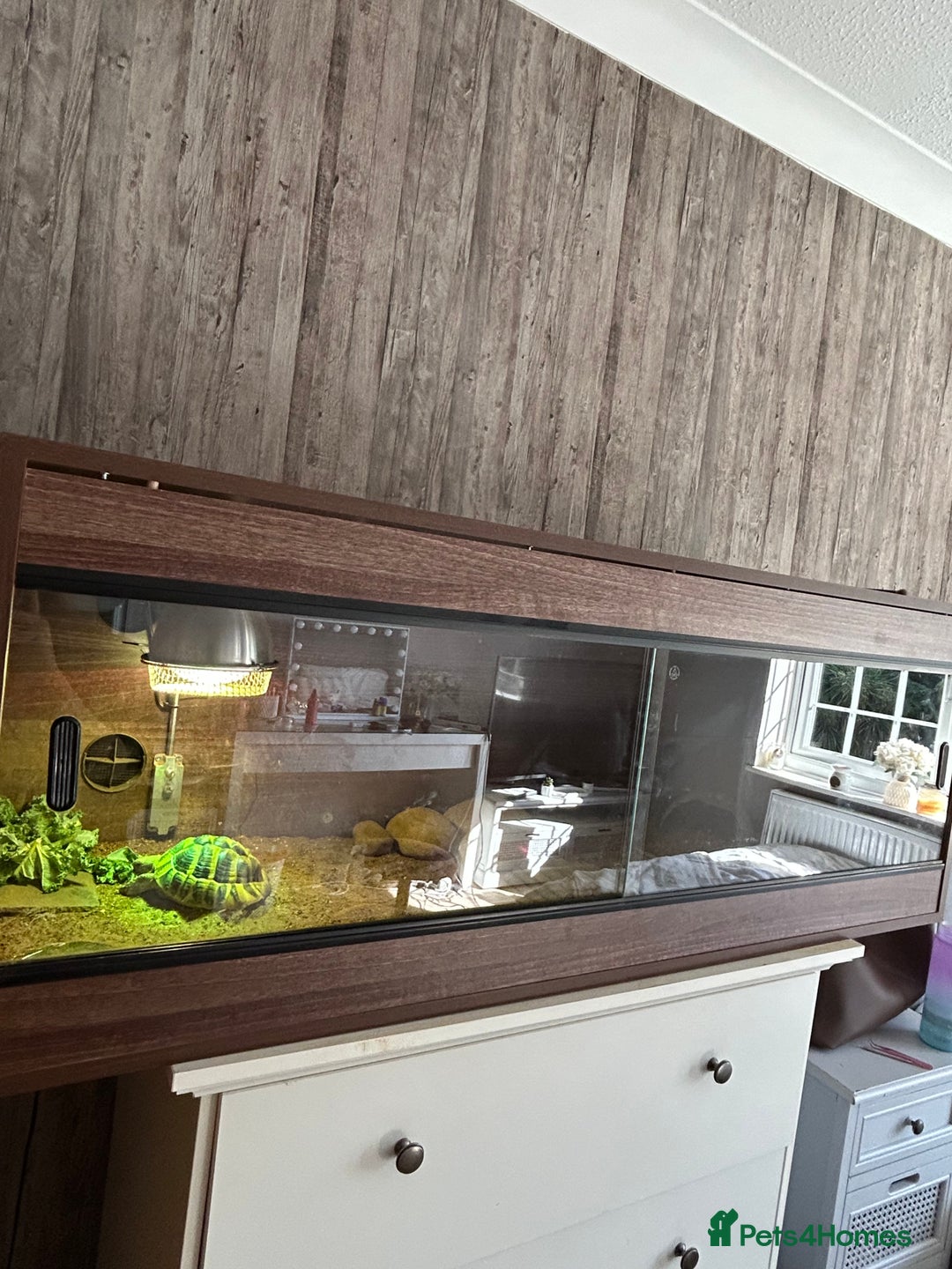 Hermann Tortoise reptiles for sale: Herman tortoise for sale with vivarium  - Image 1