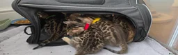 Bengal cats for sale: 🐾 Our beautiful Bengal kittens are now ready in Leicester - Advert 20