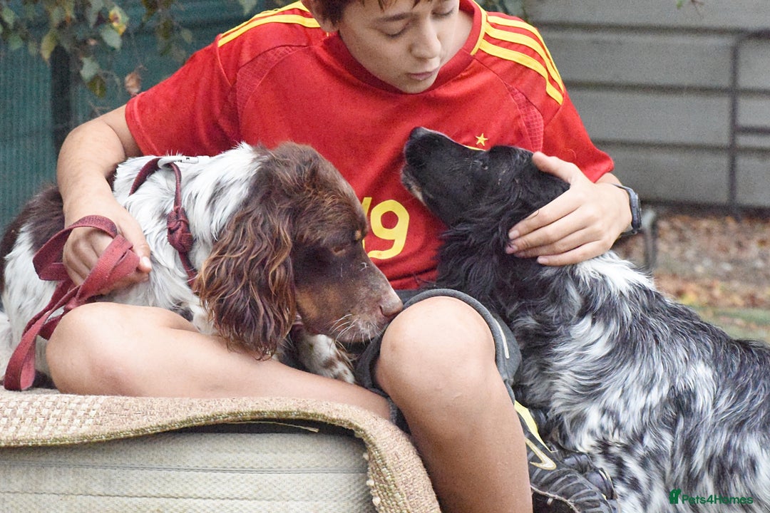 English Setter dogs for adoption: Kindra - Image 3